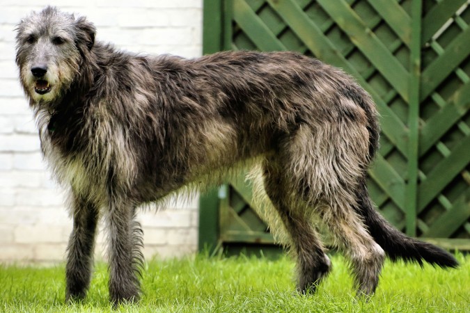 Irish Wolfhound - 07