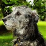 Irish Wolfhound - 08