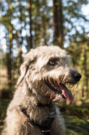 Irish Wolfhound - 09