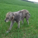 Irish Wolfhound - 10
