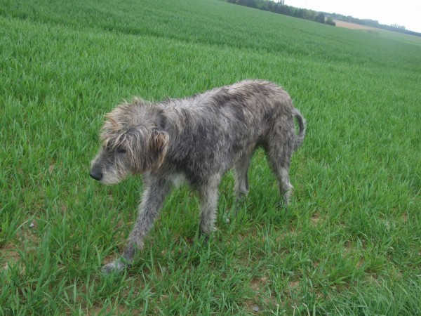 Irish Wolfhound - 10