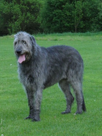 Irish Wolfhound - 15