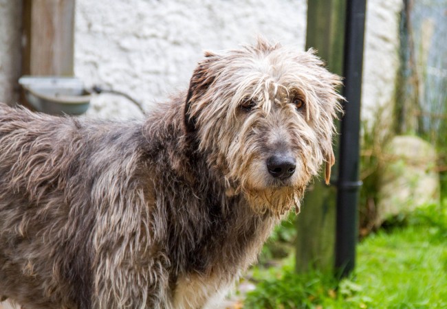 Irish Wolfhound - 16