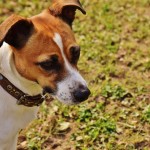 Jack Russell Terrier - 01