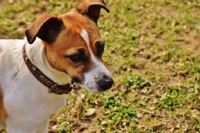 Jack Russell Terrier - 01