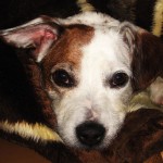 Jack Russell Terrier - 02