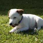 Jack Russell Terrier - 03