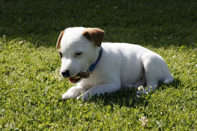 Jack Russell Terrier - 03