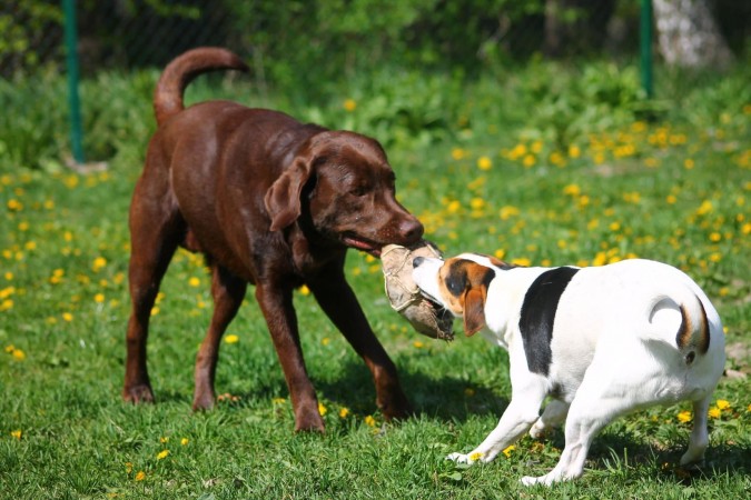 Jack Russell Terrier - 04