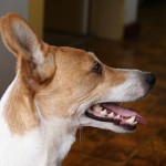 Jack Russell Terrier - 05