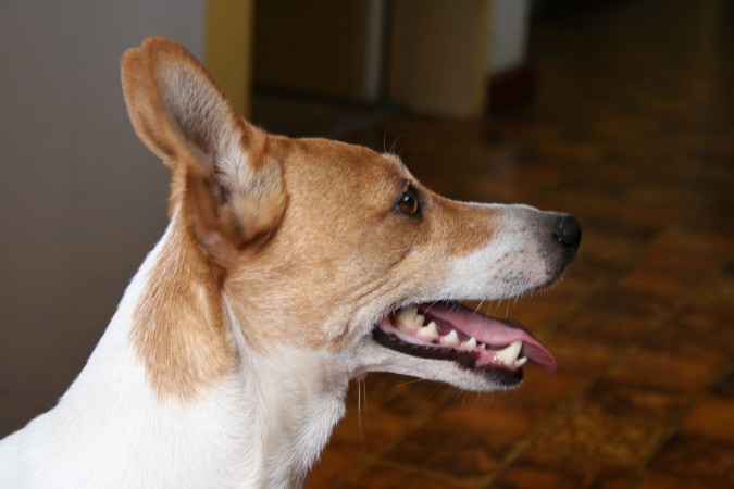 Jack Russell Terrier - 05