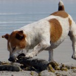 Jack Russell Terrier - 06