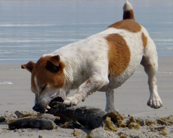 Jack Russell Terrier - 06