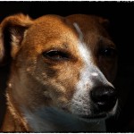 Jack Russell Terrier - 07