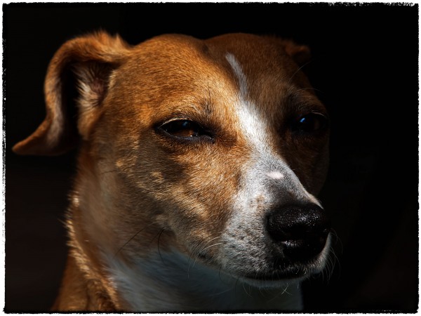 Jack Russell Terrier - 07