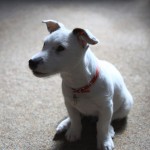 Jack Russell Terrier - 08