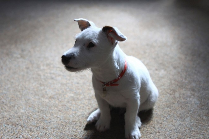 Jack Russell Terrier - 08