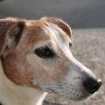 Jack Russell Terrier - 09