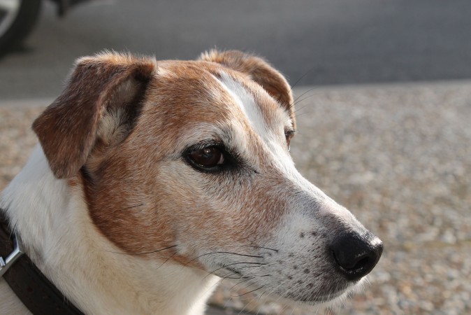 Jack Russell Terrier - 09