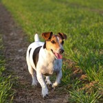 Jack Russell Terrier - 10