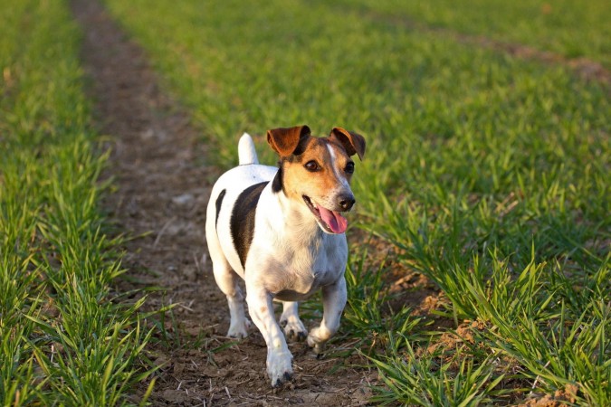 Jack Russell Terrier - 10