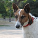 Jack Russell Terrier - 11