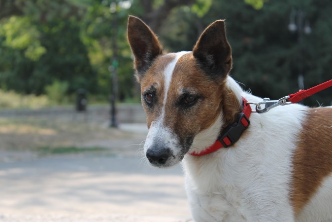 Jack Russell Terrier - 11