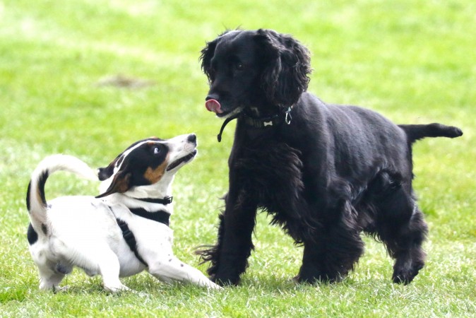 Jack Russell Terrier - 12