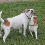 Jack Russell Terrier - 13