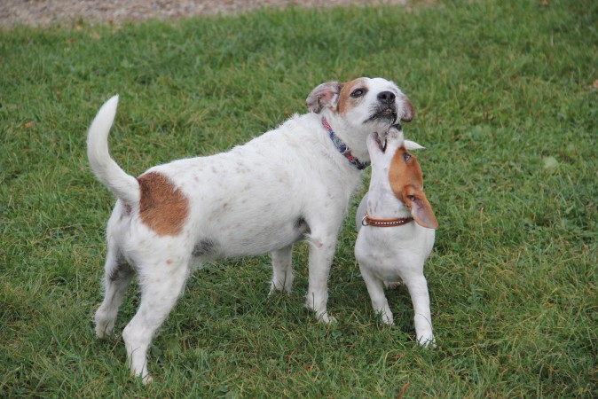 Jack Russell Terrier - 13