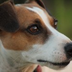 Jack Russell Terrier - 14