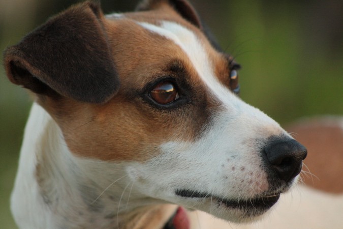 Jack Russell Terrier - 14