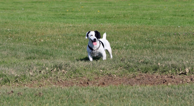 Jack Russell Terrier - 15