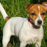 Jack Russell Terrier - 16