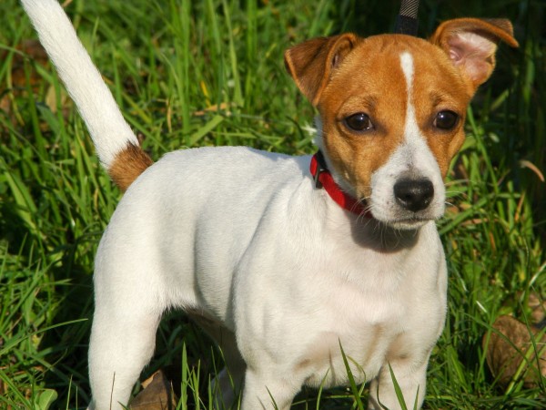 Jack Russell Terrier - 16