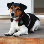 Jack Russell Terrier - 17