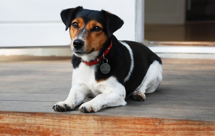 Jack Russell Terrier - 17