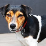 Jack Russell Terrier - 18