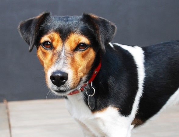 Jack Russell Terrier - 18