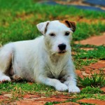 Jack Russell Terrier - 19