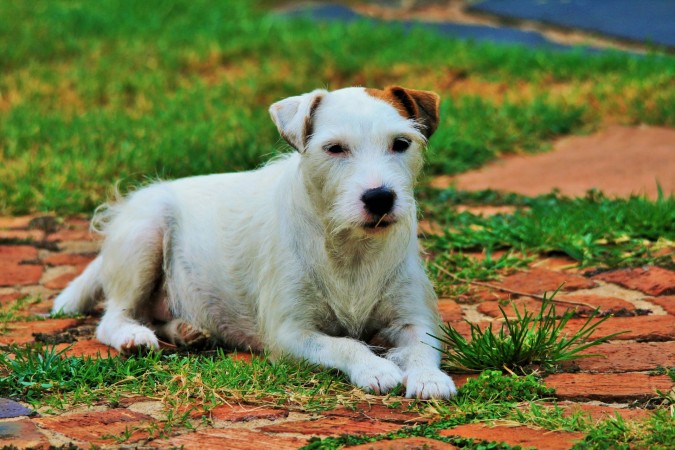 Jack Russell Terrier - 19