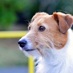 Jack Russell Terrier - 20