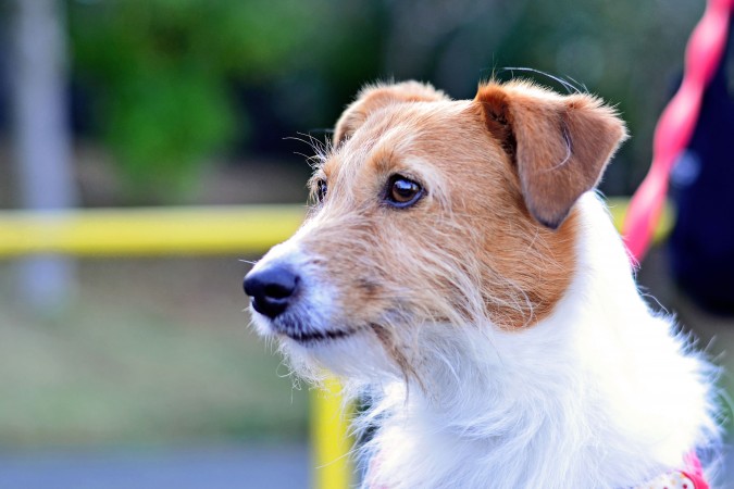 Jack Russell Terrier - 20