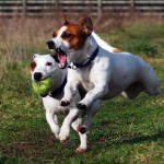 Jack Russell Terrier - 21