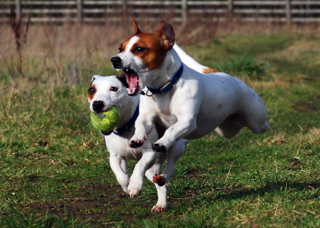 Jack Russell Terrier - 21