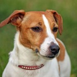 Jack Russell Terrier - 22