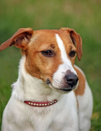 Jack Russell Terrier - 22