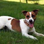 Jack Russell Terrier - 23