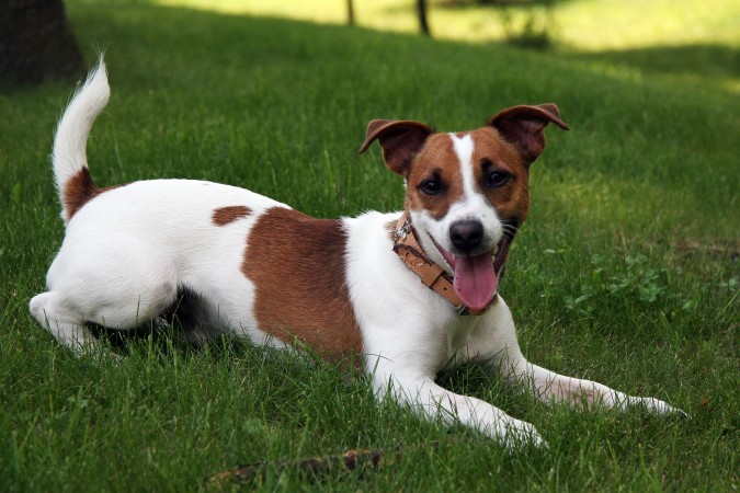 Jack Russell Terrier - 23