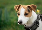 Jack Russell Terrier